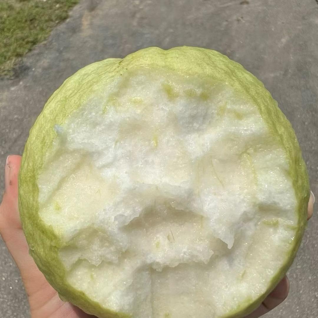 祥瑞林盆栽果树