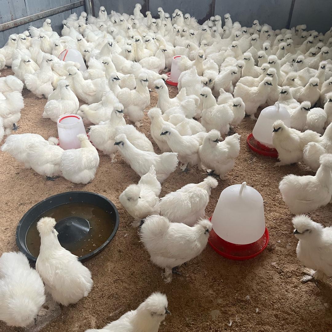 正宗泰和乌鸡小潘