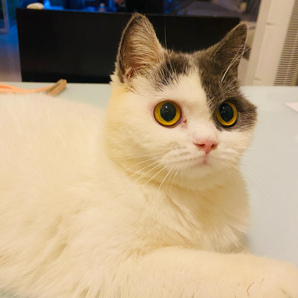 *上岸能养只哈士奇吗？