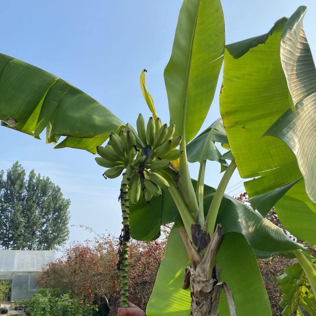 绿茵绿化苗木
