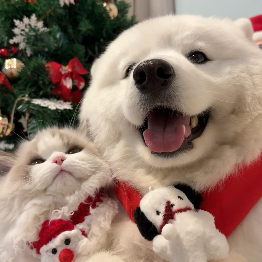 雪玫瑰.