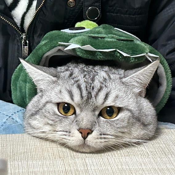 爱学化学的小猫