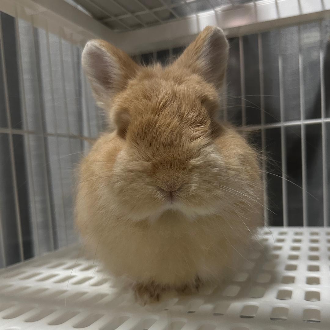 三团球⚽️⚽️⚽️🐰