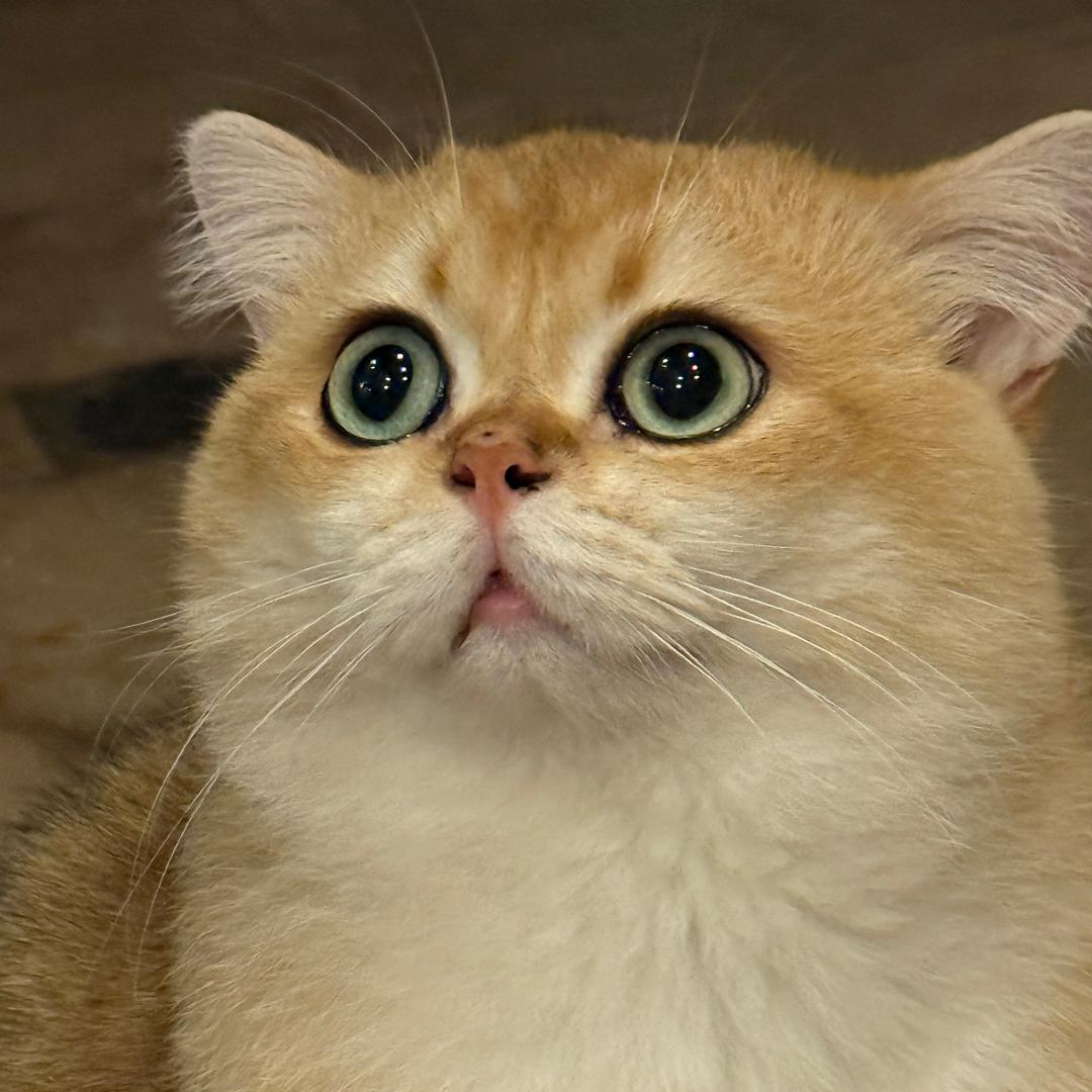 泡泡的猫猫团
