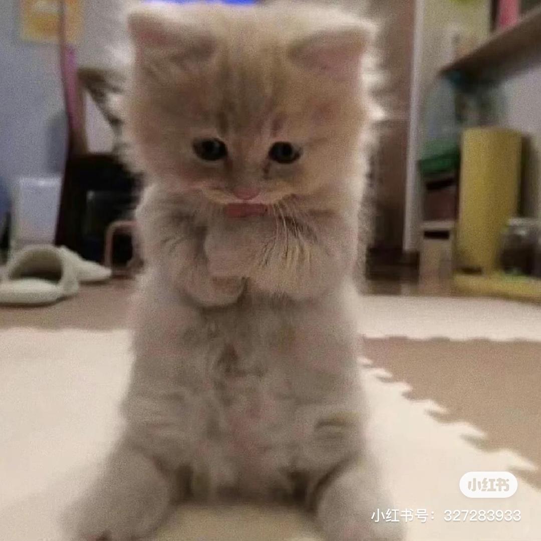 小猫警长