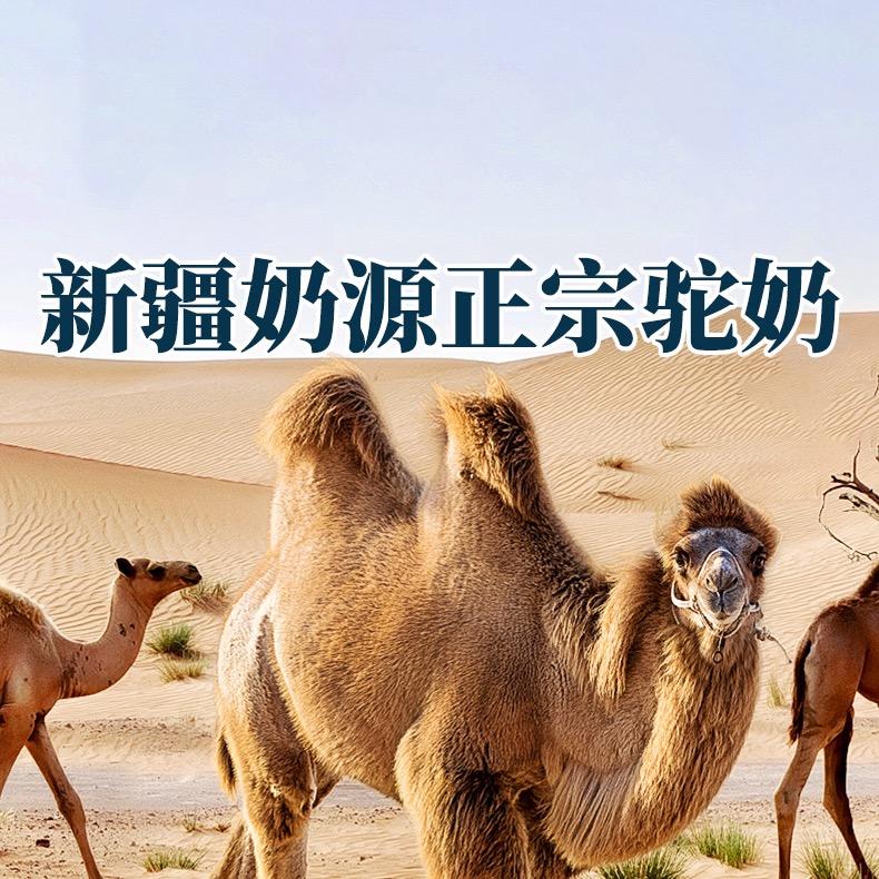 华夏奶源正宗新疆驼奶粉