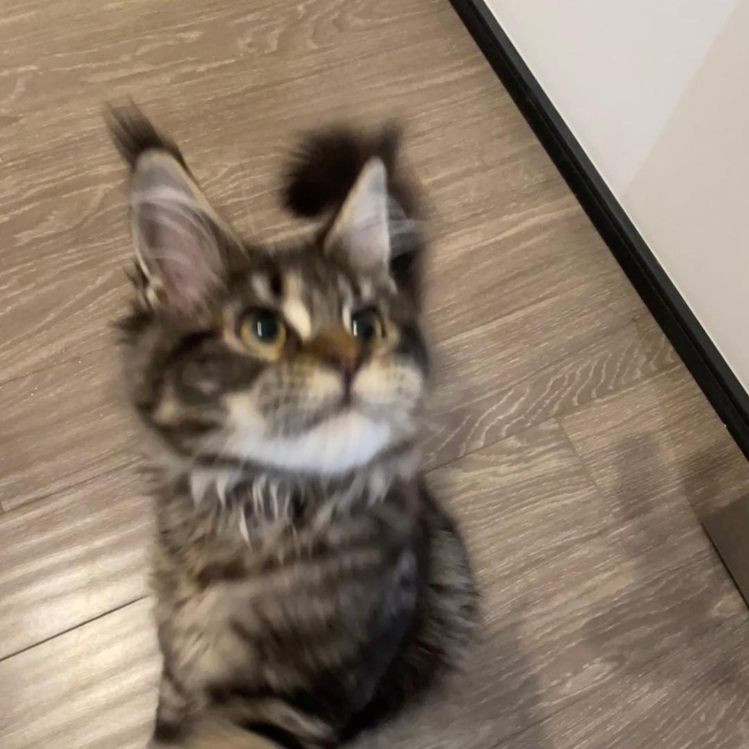 给仙贝&雪饼铲💩