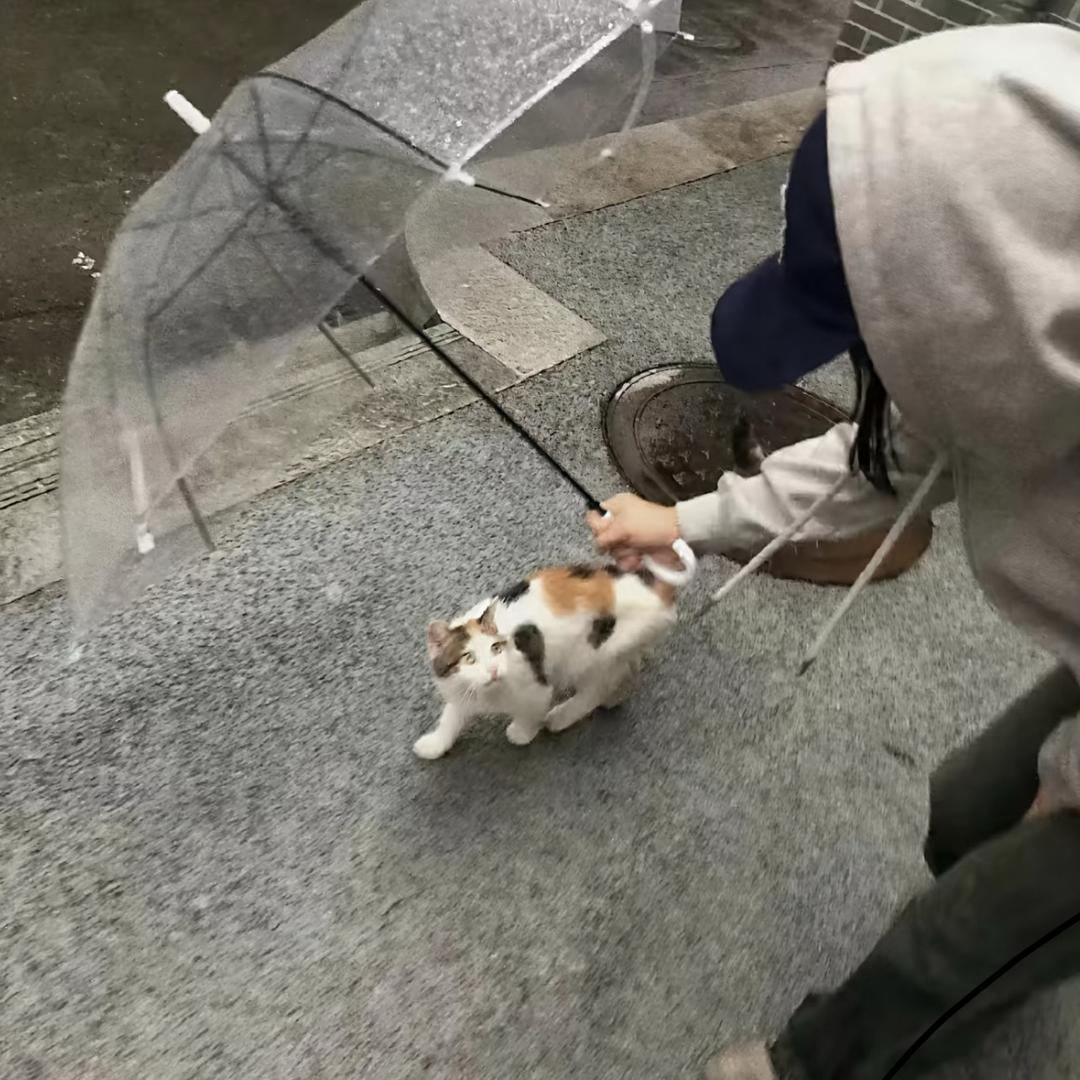 灿灿