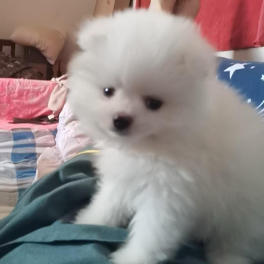 ❄️祥宝のQueen