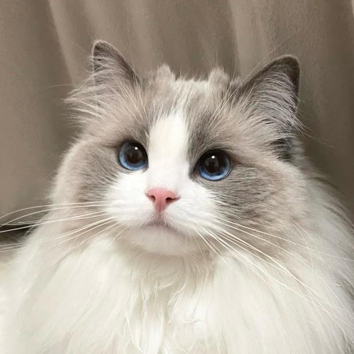 小鑫爱养猫