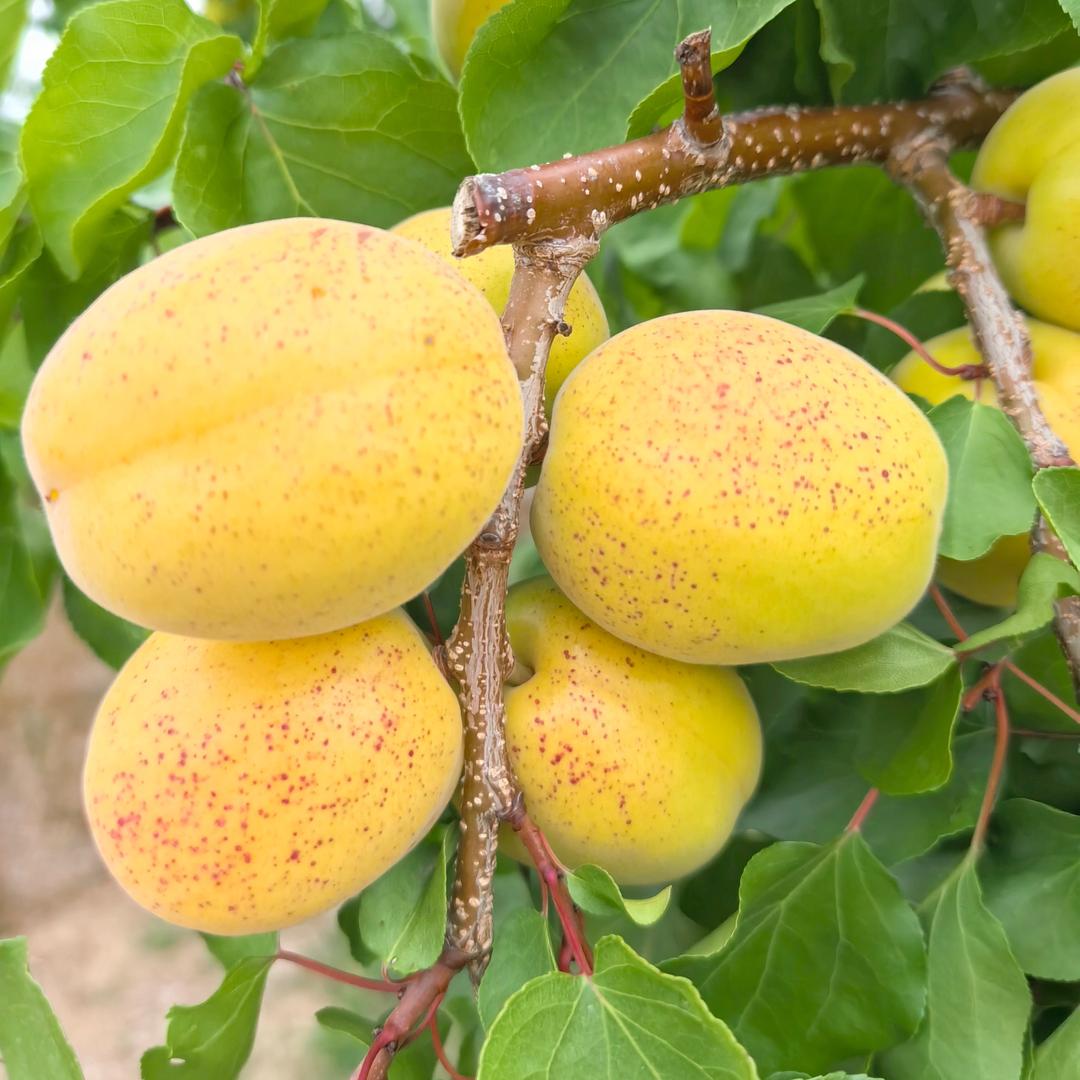 鲁东鲜果