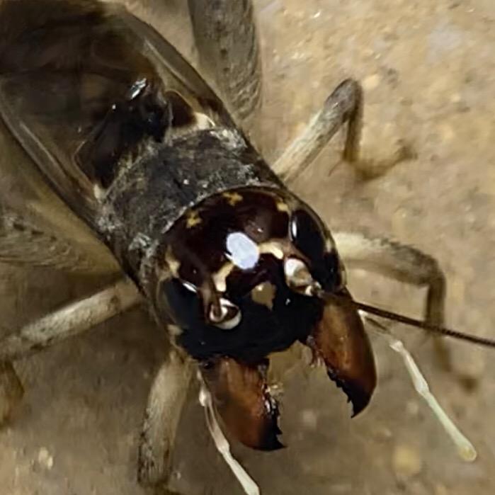 宁津小将-大地蛐蛐