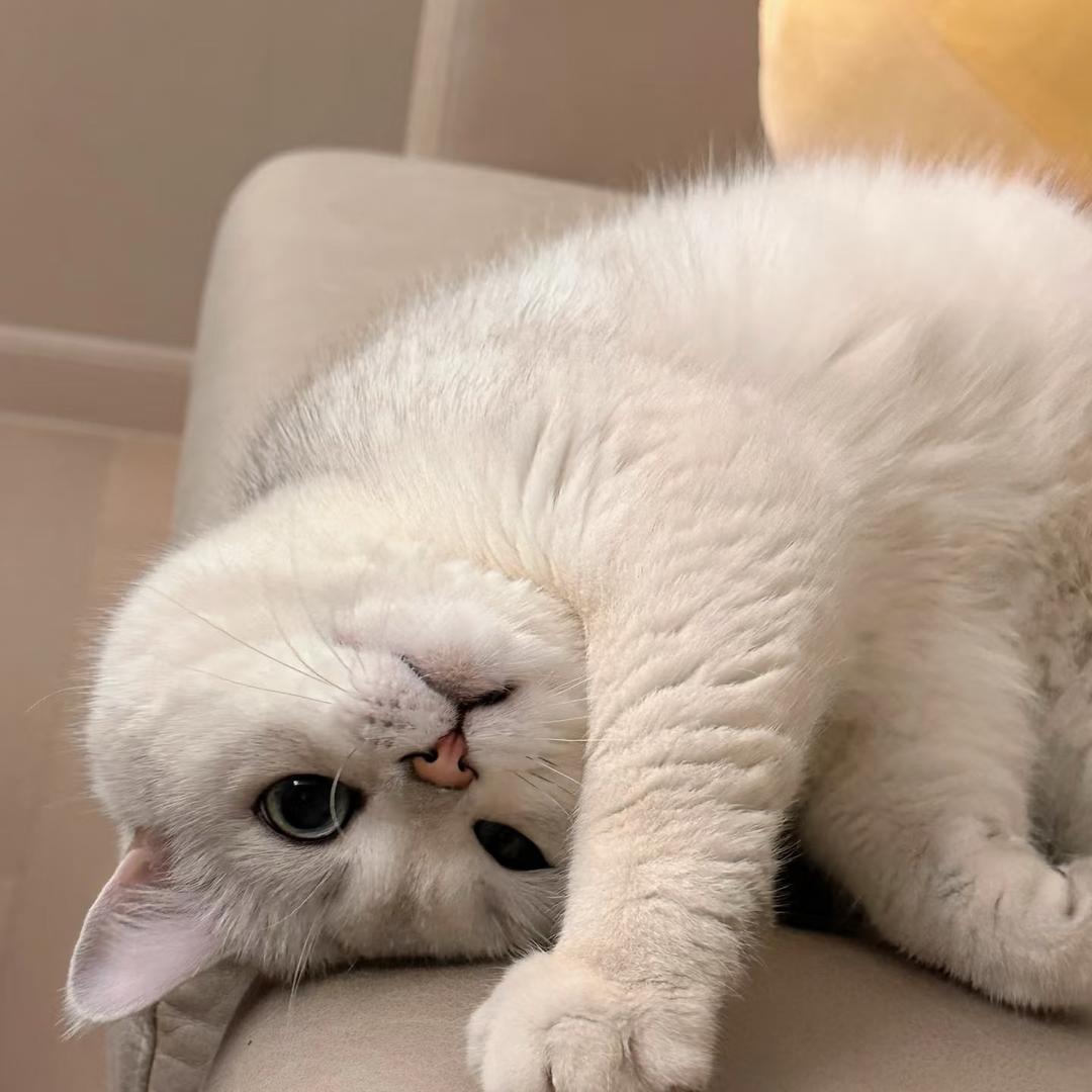 哆乐喵喵🐱