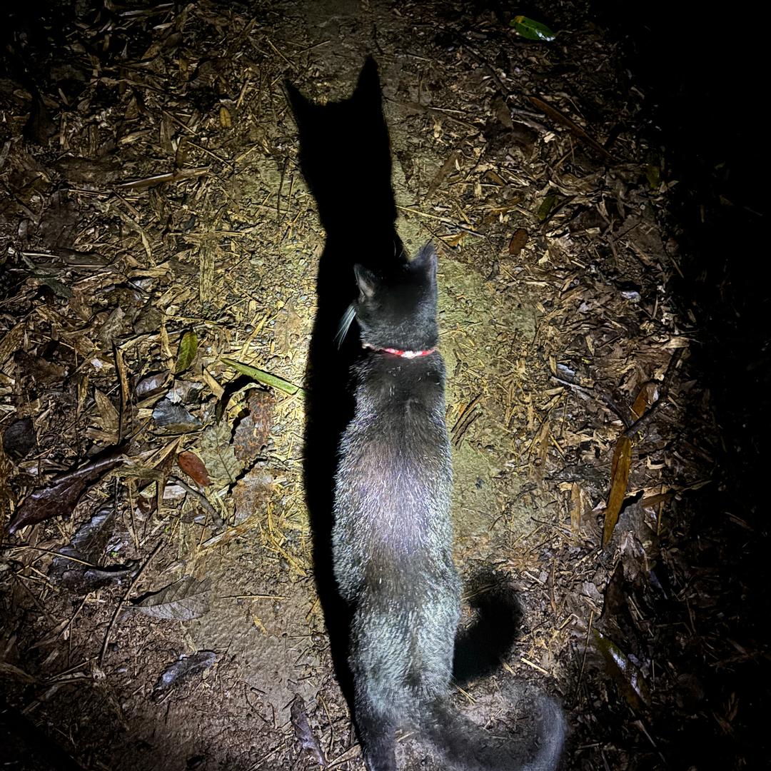 放肆的、小妮子.@