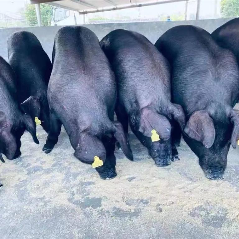 贵州二号黑土猪肉