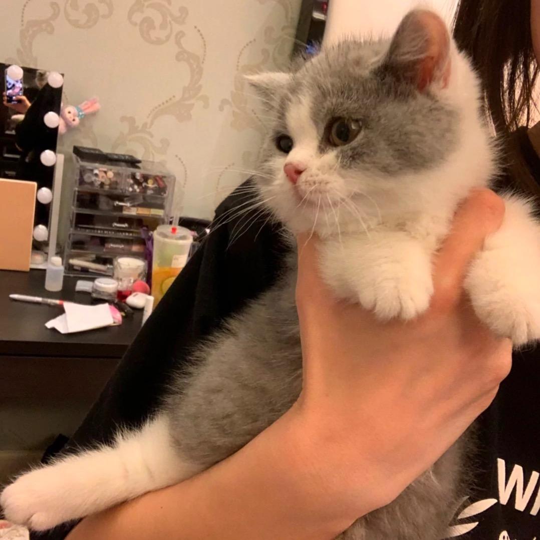 呼保义
