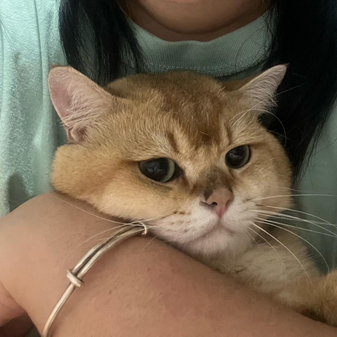 猫猫要长胖