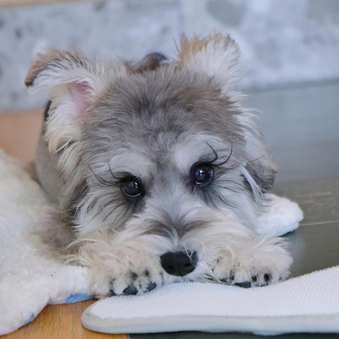 马内尔的欠儿登日常