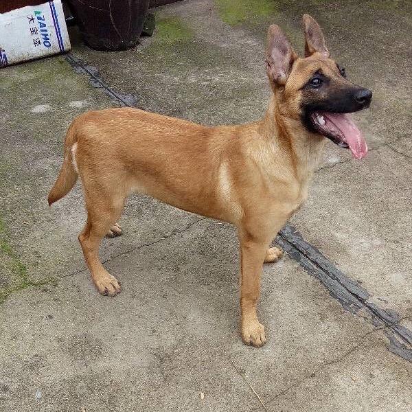 二姐养殖护卫犬