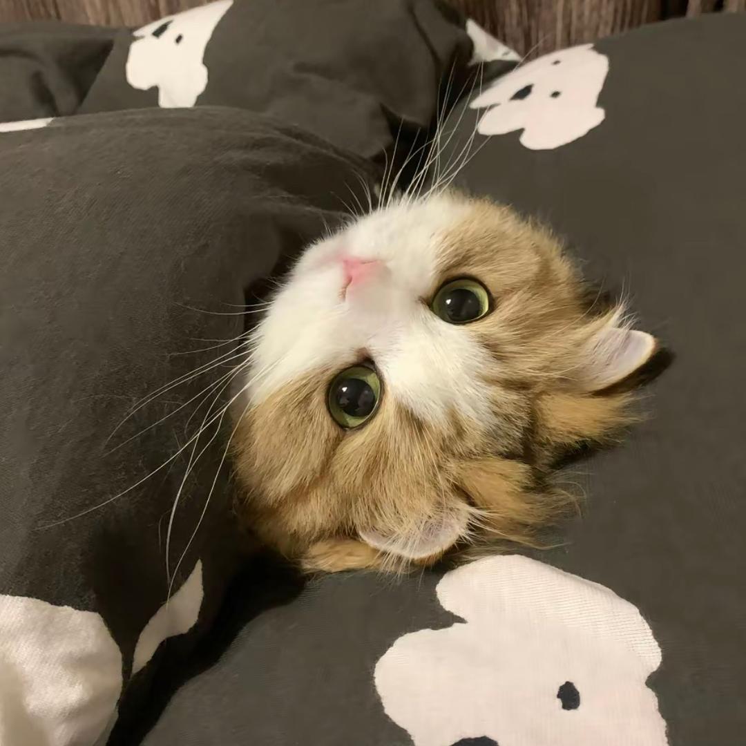 于丢丢💙