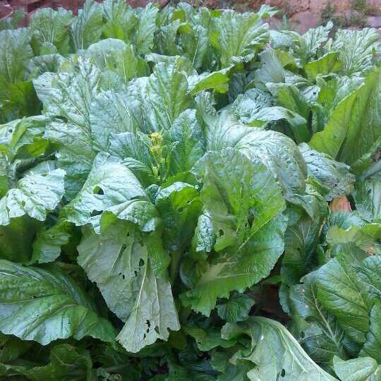 美丽的花蝴蝶，