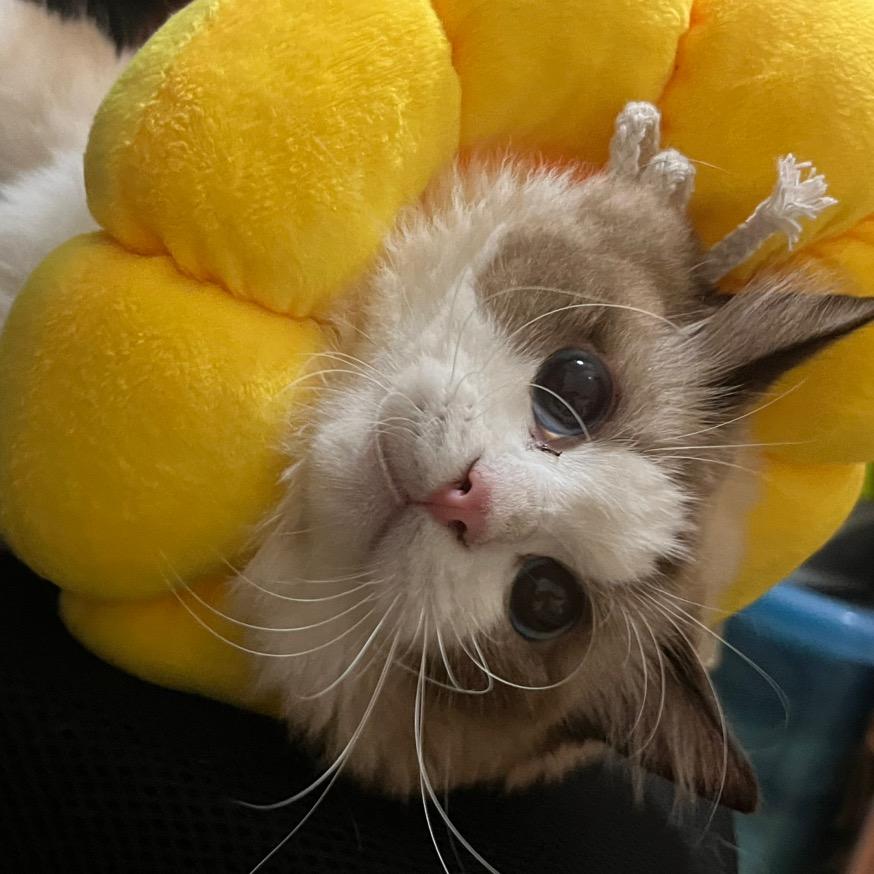 有一只猫叫皮皮