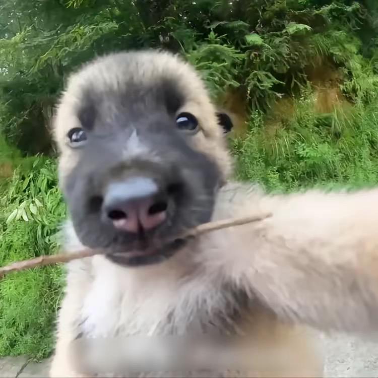 楊小北