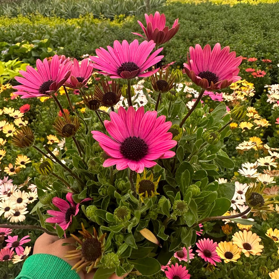 花语经营部