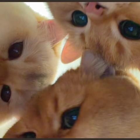 .、