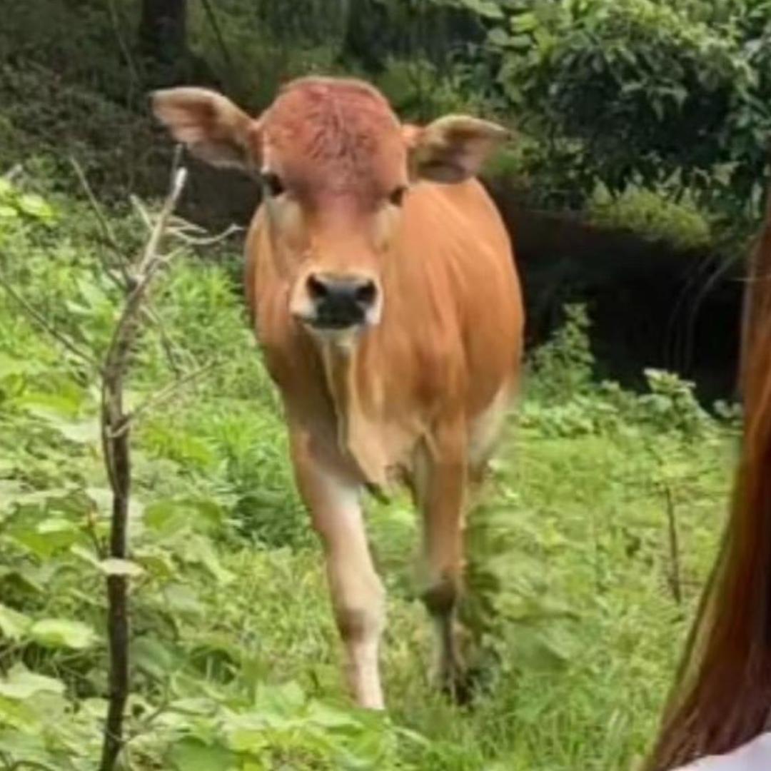 牛妞🐮@抖音