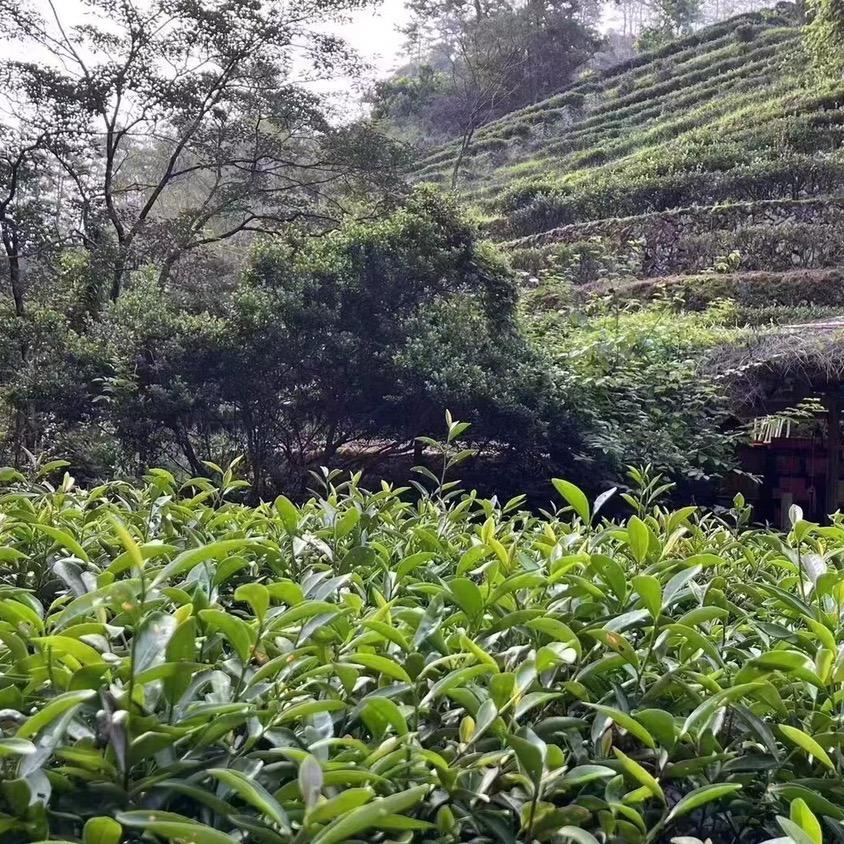 雅醇茶业