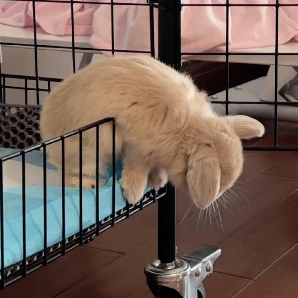重阳要登高