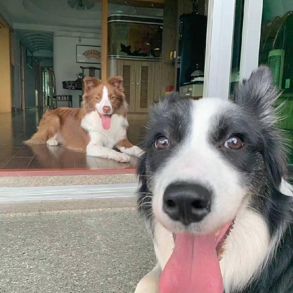 痞老板大战蓝精灵