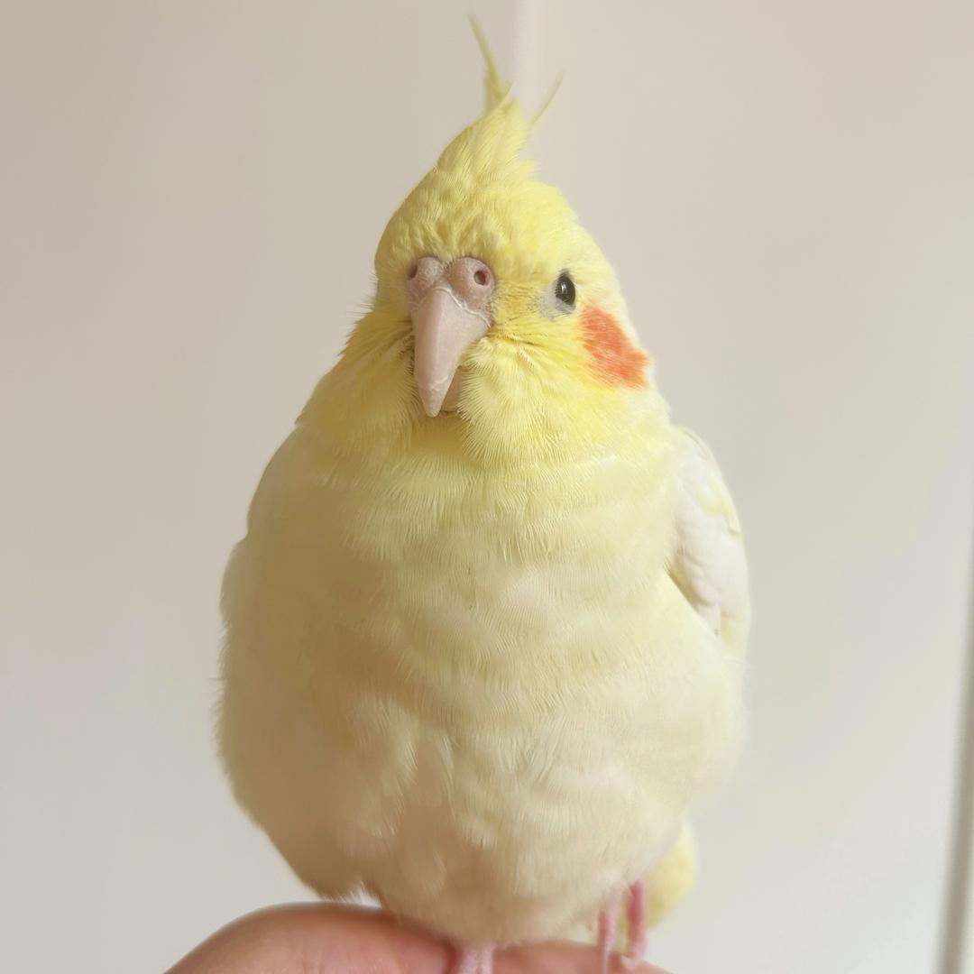 苏麻虾