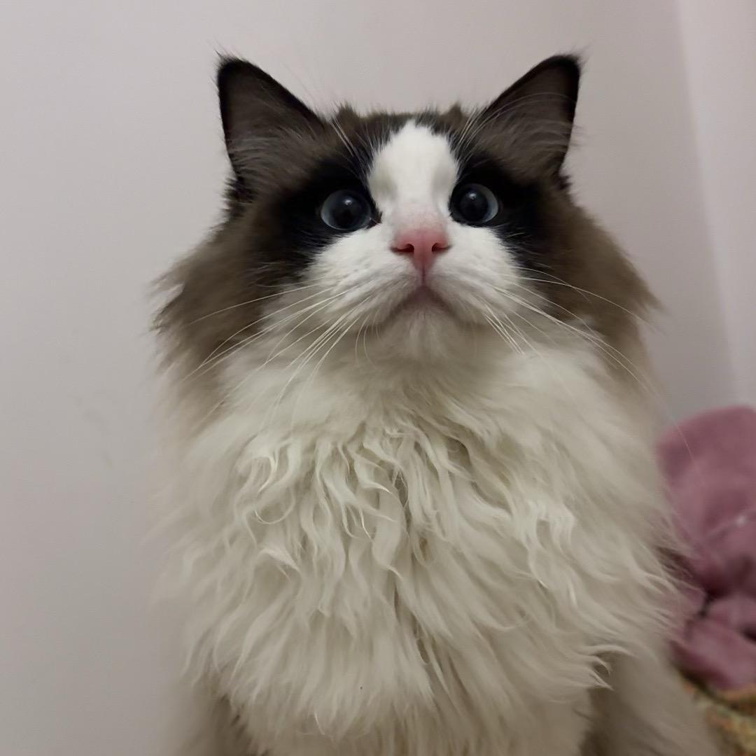 不吃猫的猫