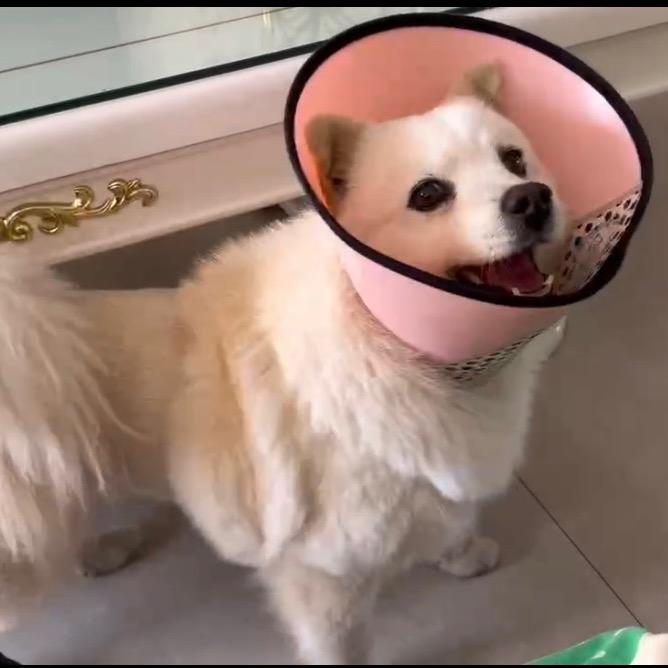 送你一只狗