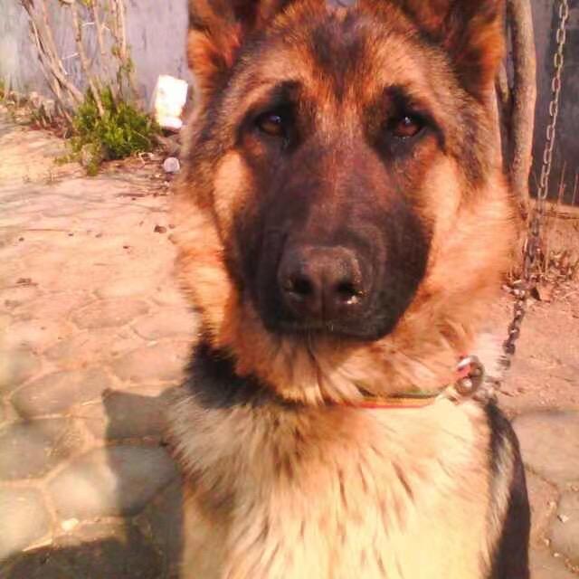 苍狼（拒私聊）