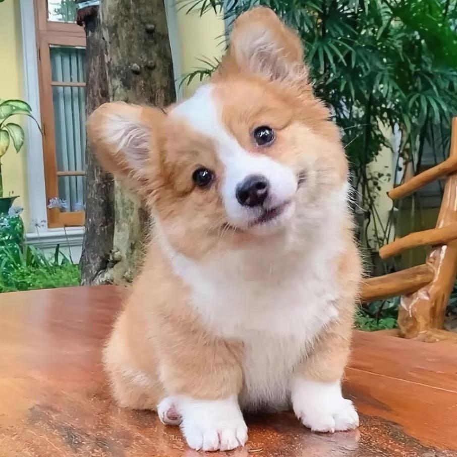 小狗吃饱饱
