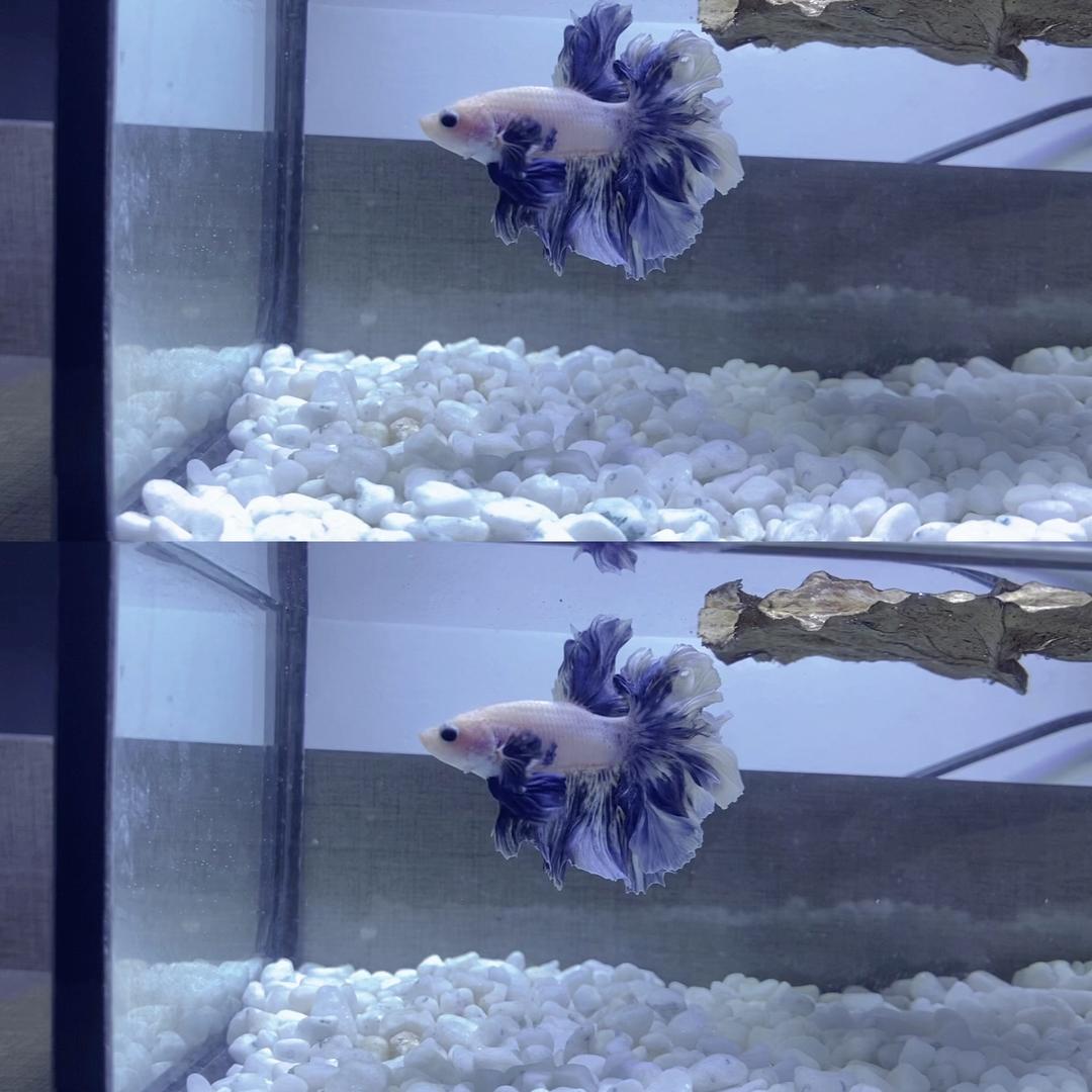 余鱼水族馆