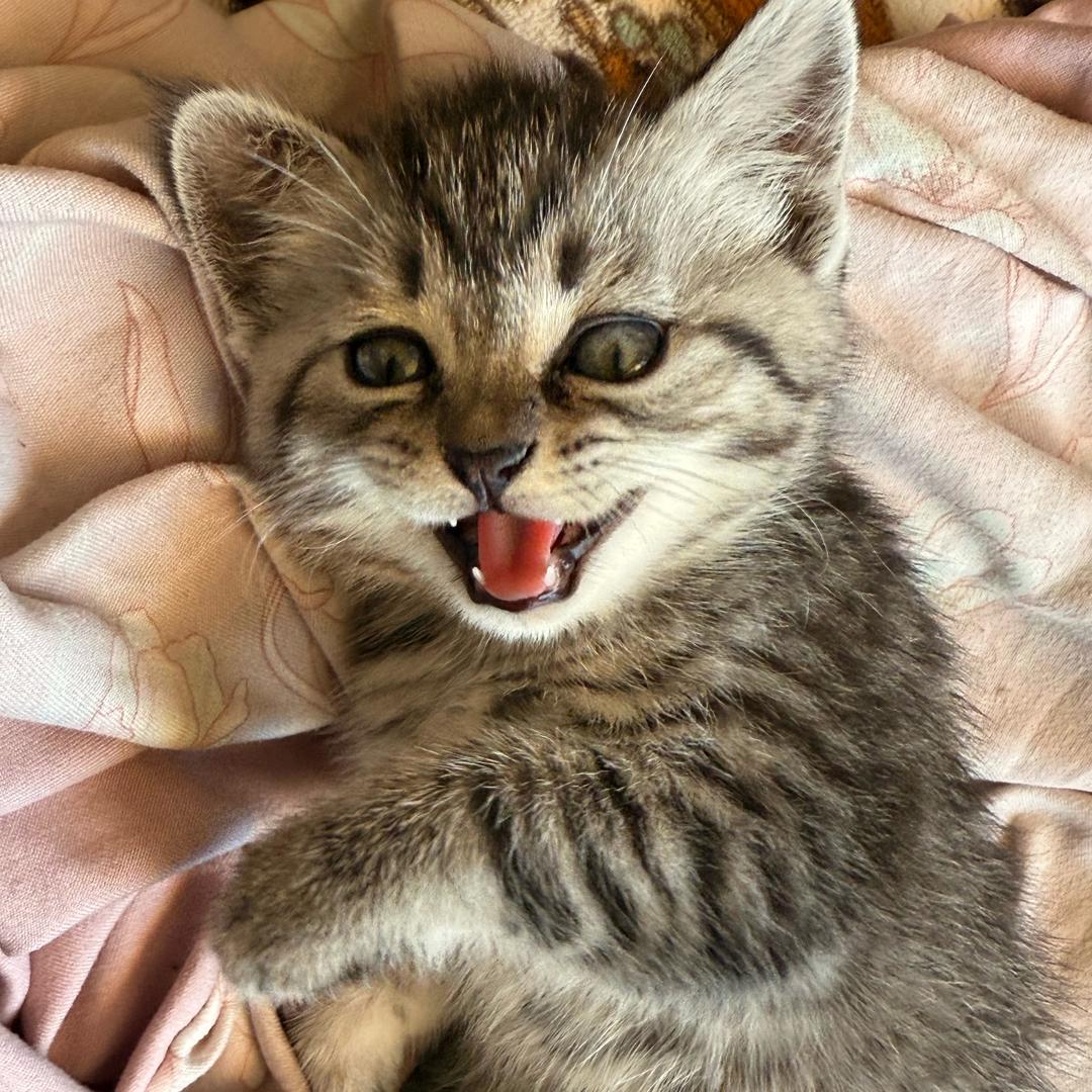 我和我的来财🐈