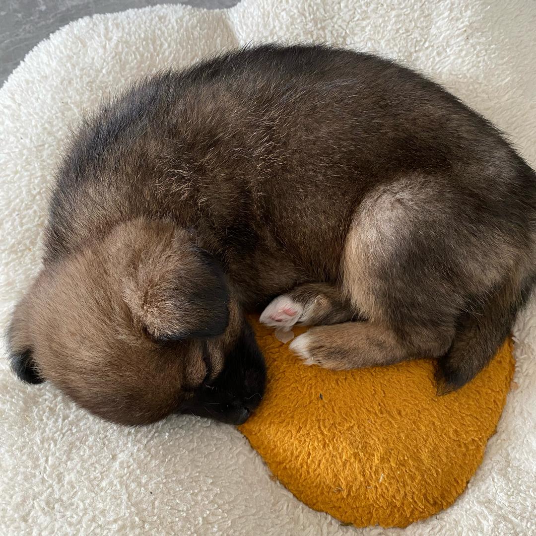 捡来的小土狗起名叫蛋黄