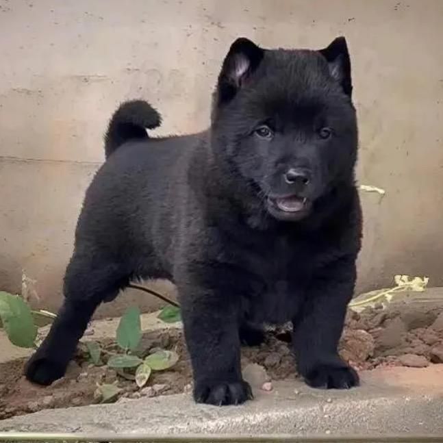 五五五黑犬（想要🐶私）