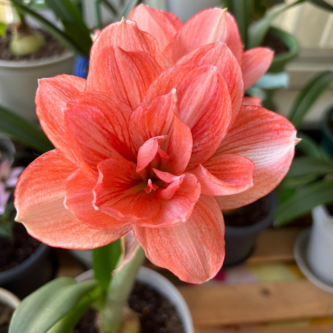 麦芽