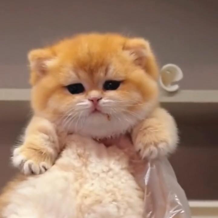 橙子の稀有色猫舍