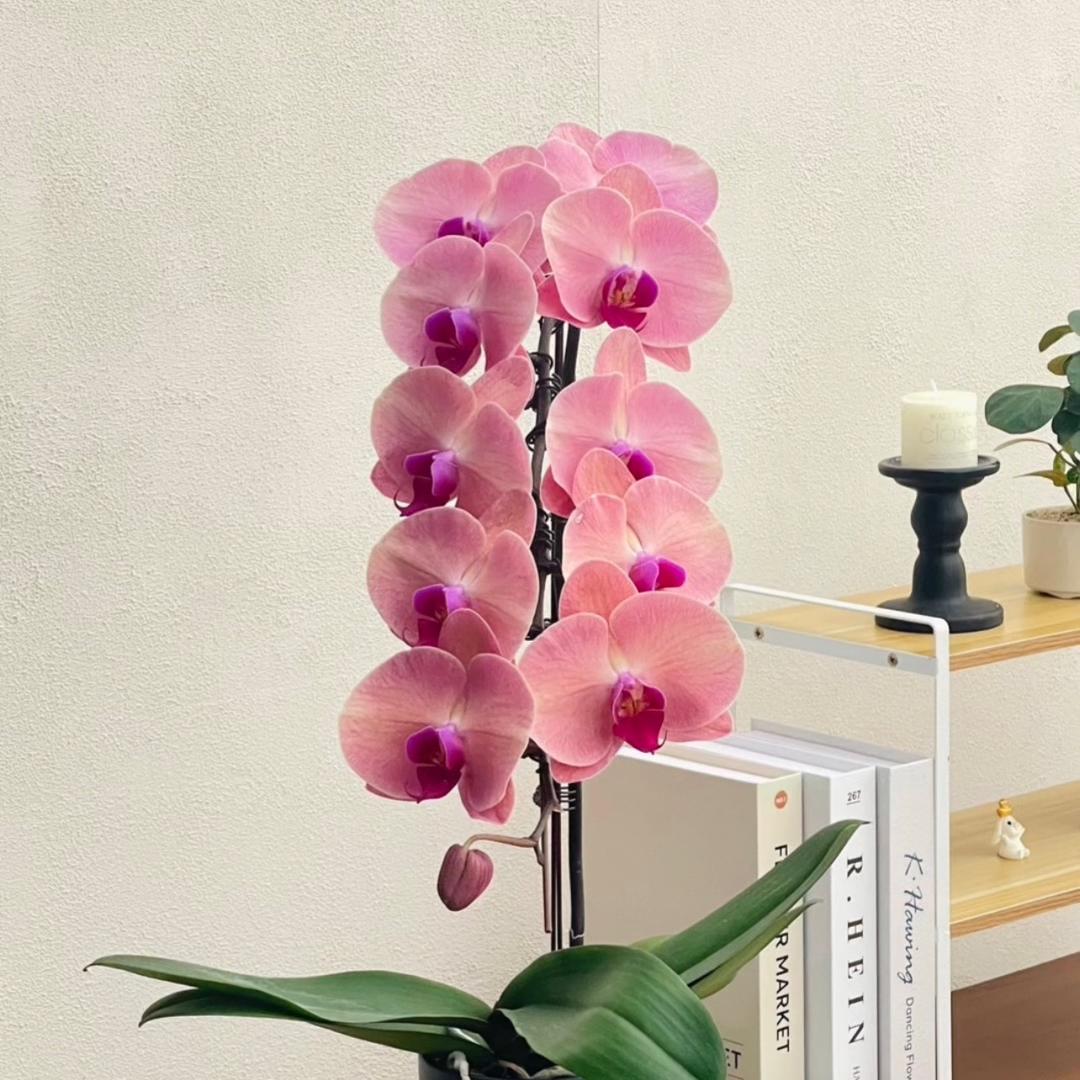 漳州·雅朵蝴蝶兰