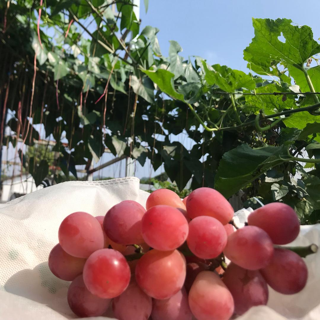 肖卷忠葡萄
