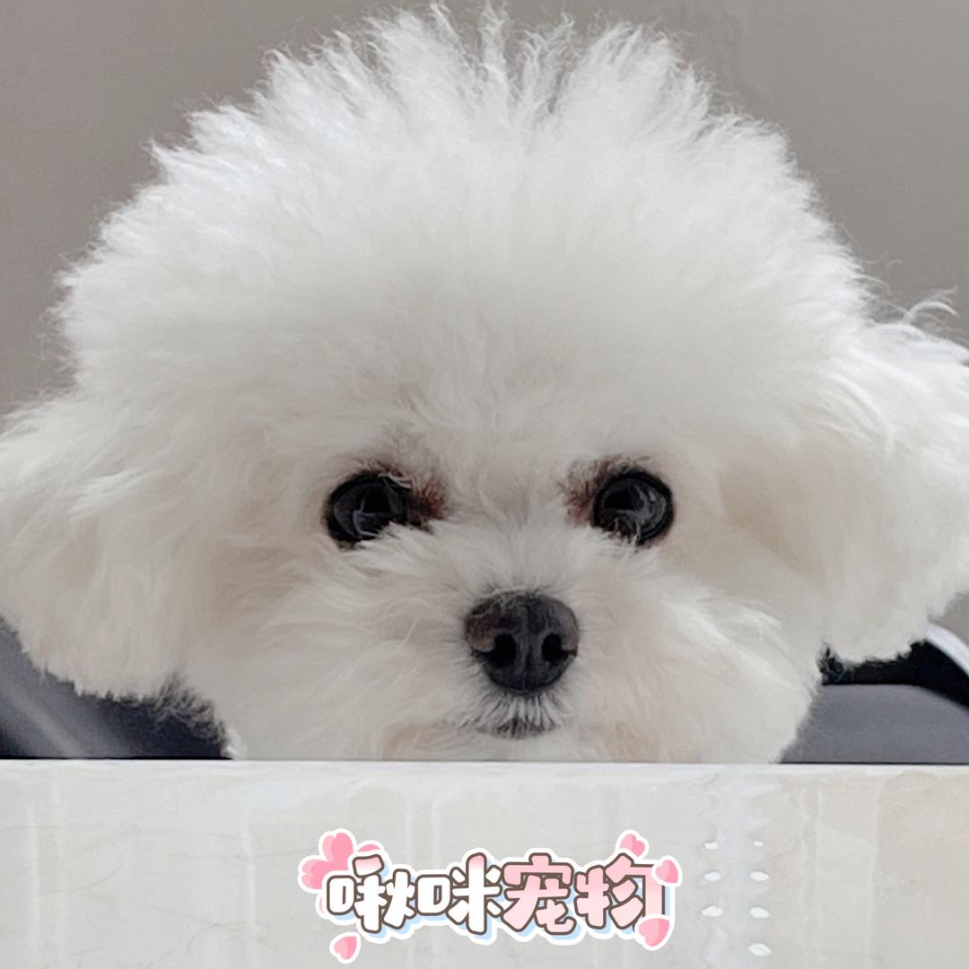 啾咪宠物零食