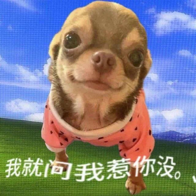 善良吉娃娃