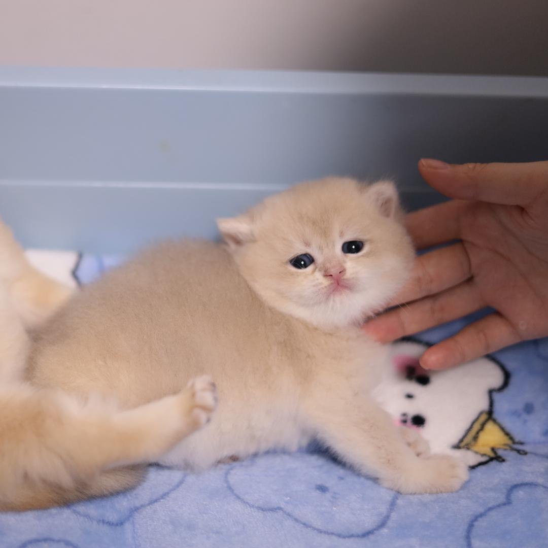 小胖在养猫