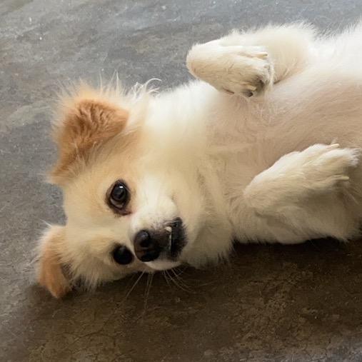 🐶